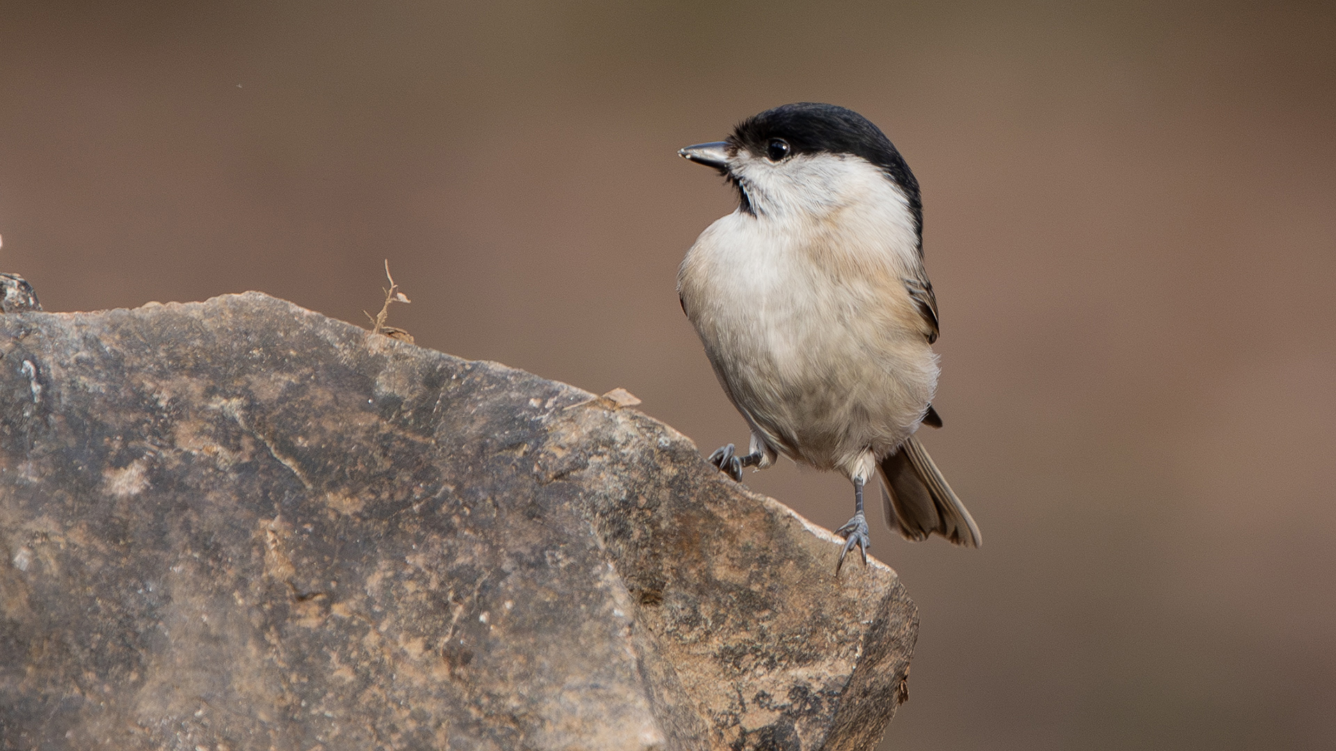 Marsh Tit